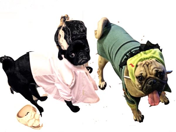 /images/uploads/pug nation rescue of los angeles/pugnation2020/entries/11154thumb.jpg
